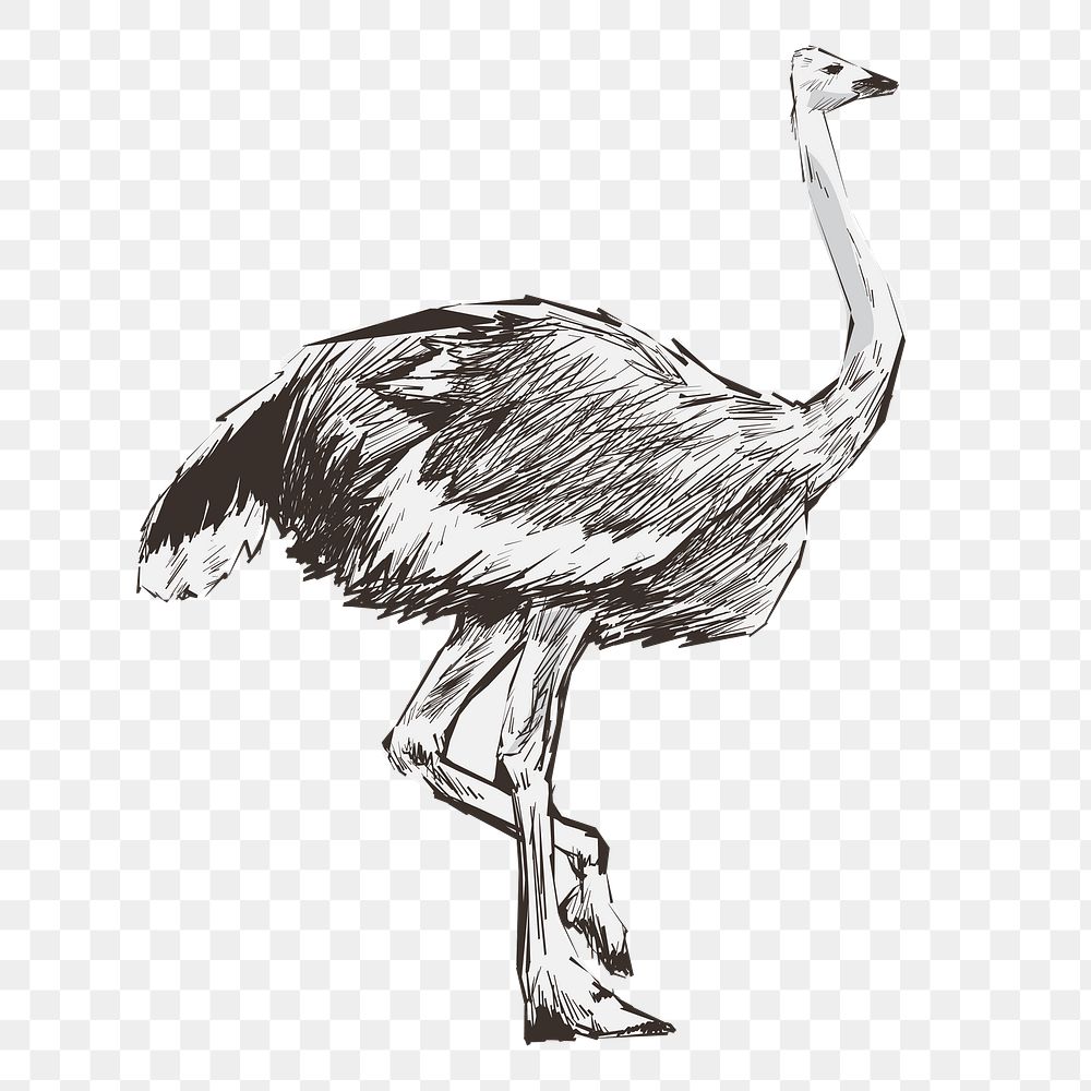 Png wild ostrich  animal illustration, transparent background