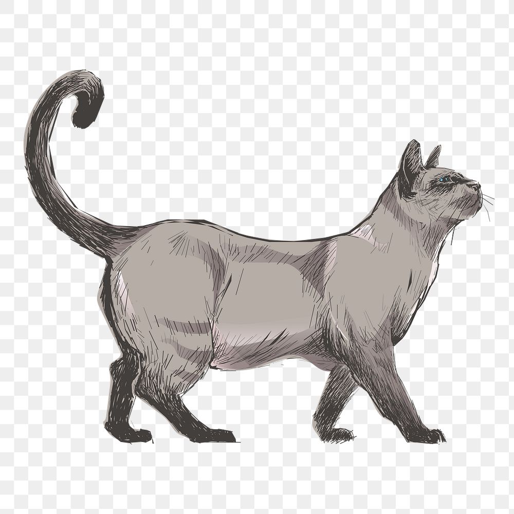 Png Siamese cat  animal illustration, transparent background