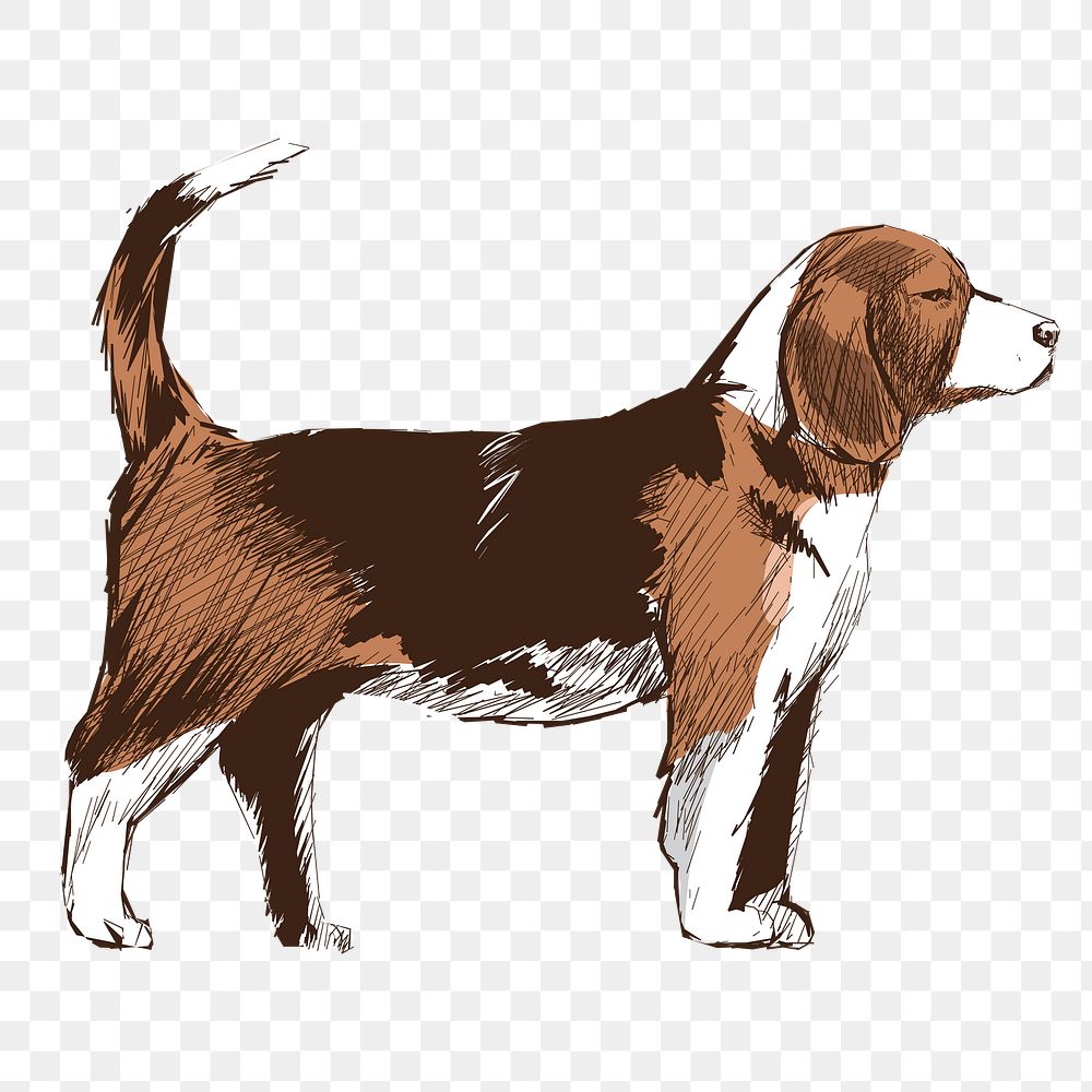 Png Beagle dog  animal illustration, transparent background