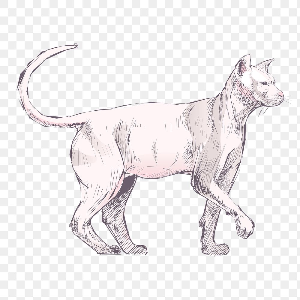 Png Sphynx cat  animal illustration, transparent background