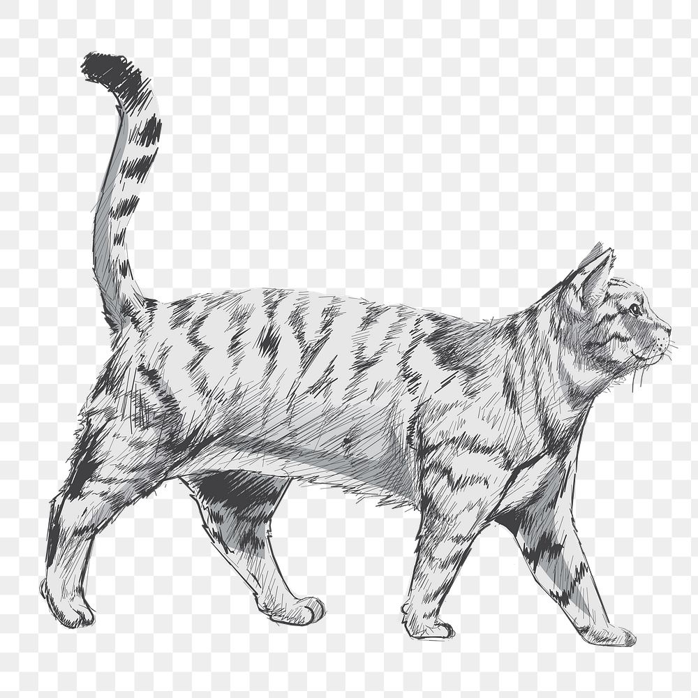 Png British Shorthair cat  animal illustration, transparent background