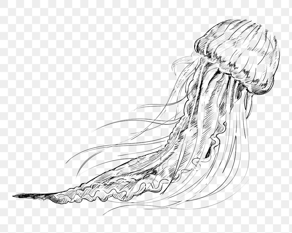 Png Jellyfish sketch  animal illustration, transparent background