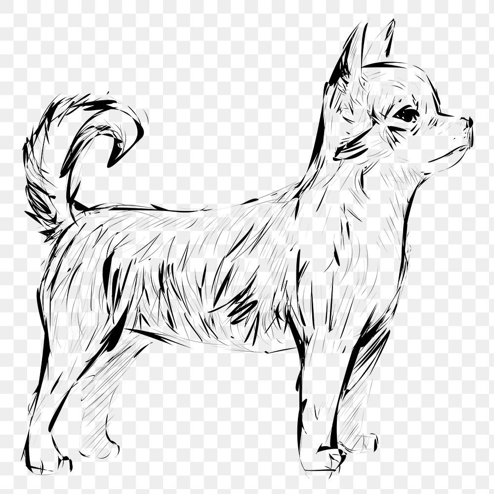 Png Chihuahua dog  animal illustration, transparent background
