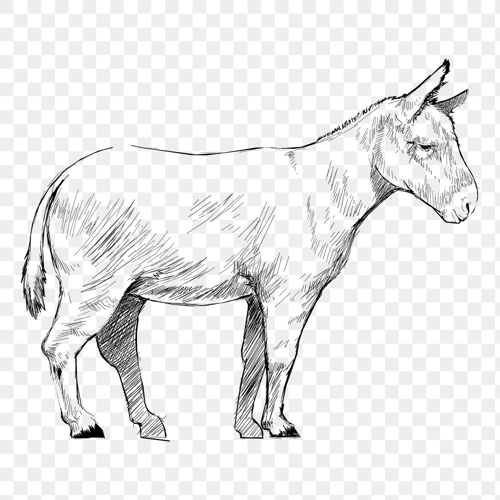 Png donkey sketch  animal illustration, transparent background