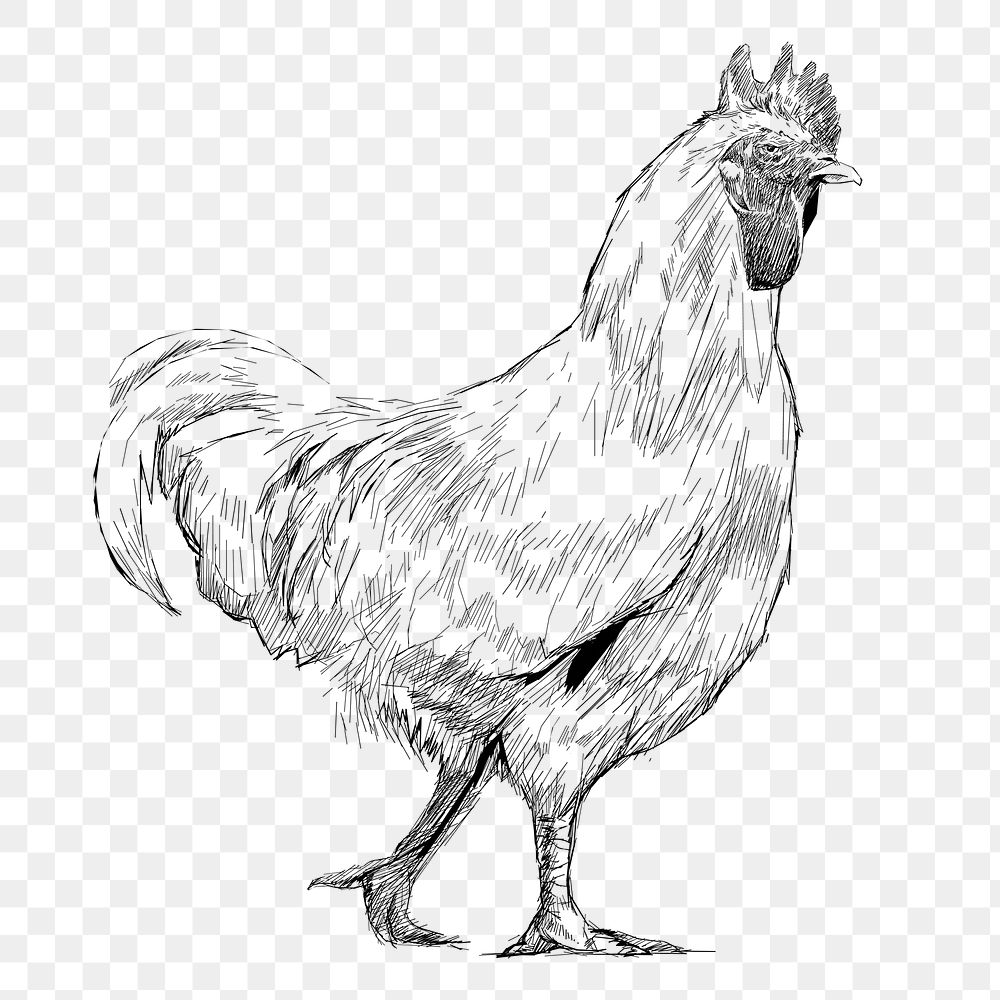Png hen sketch  animal illustration, transparent background