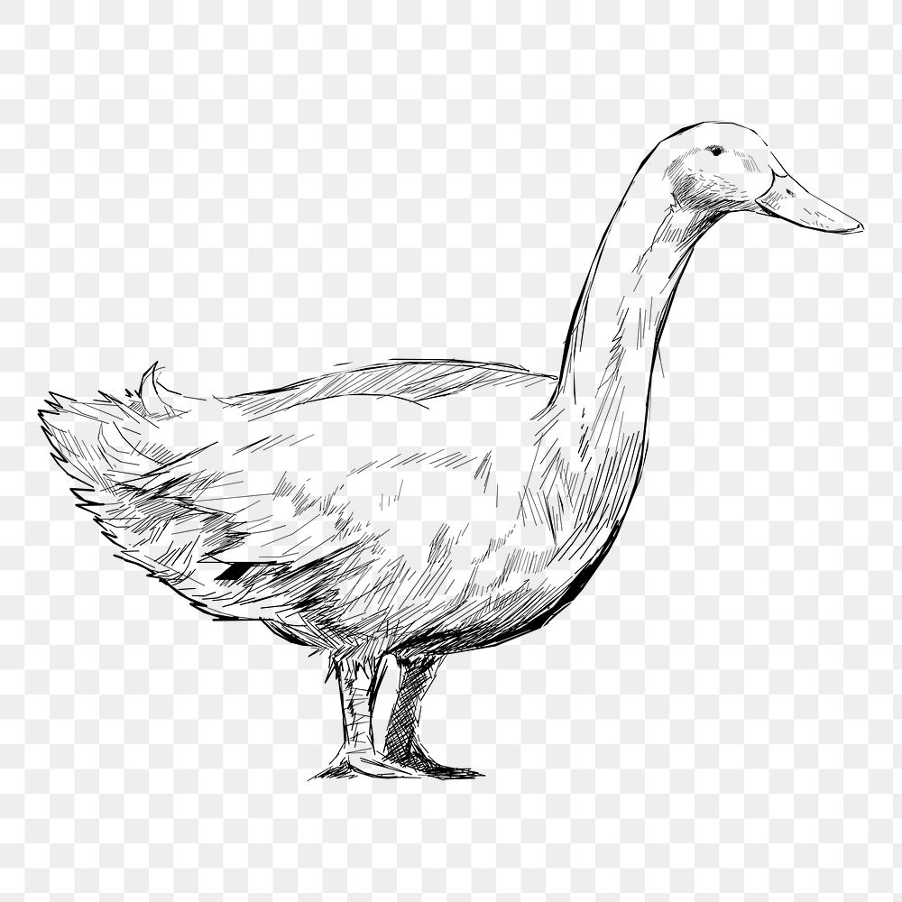 Png duck sketch  animal illustration, transparent background
