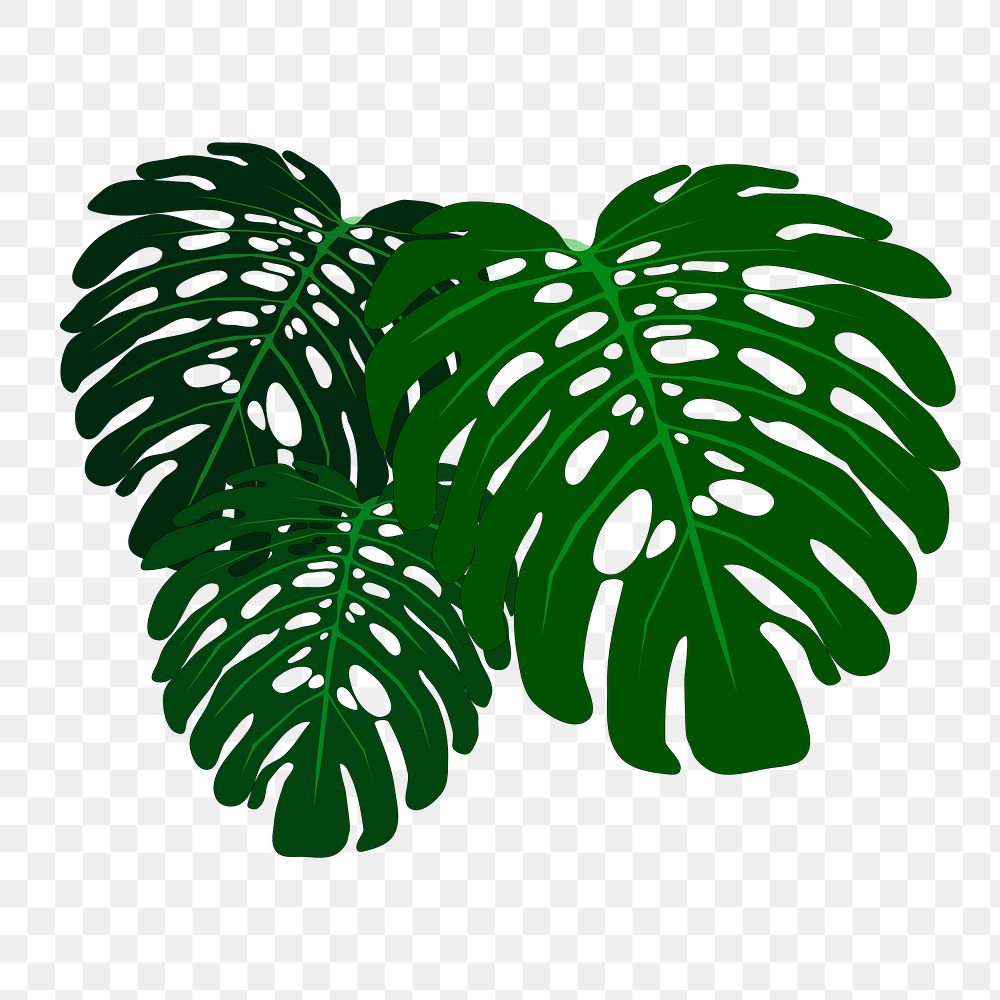 Monstera leaf png sticker illustration, transparent background. Free public domain CC0 image.