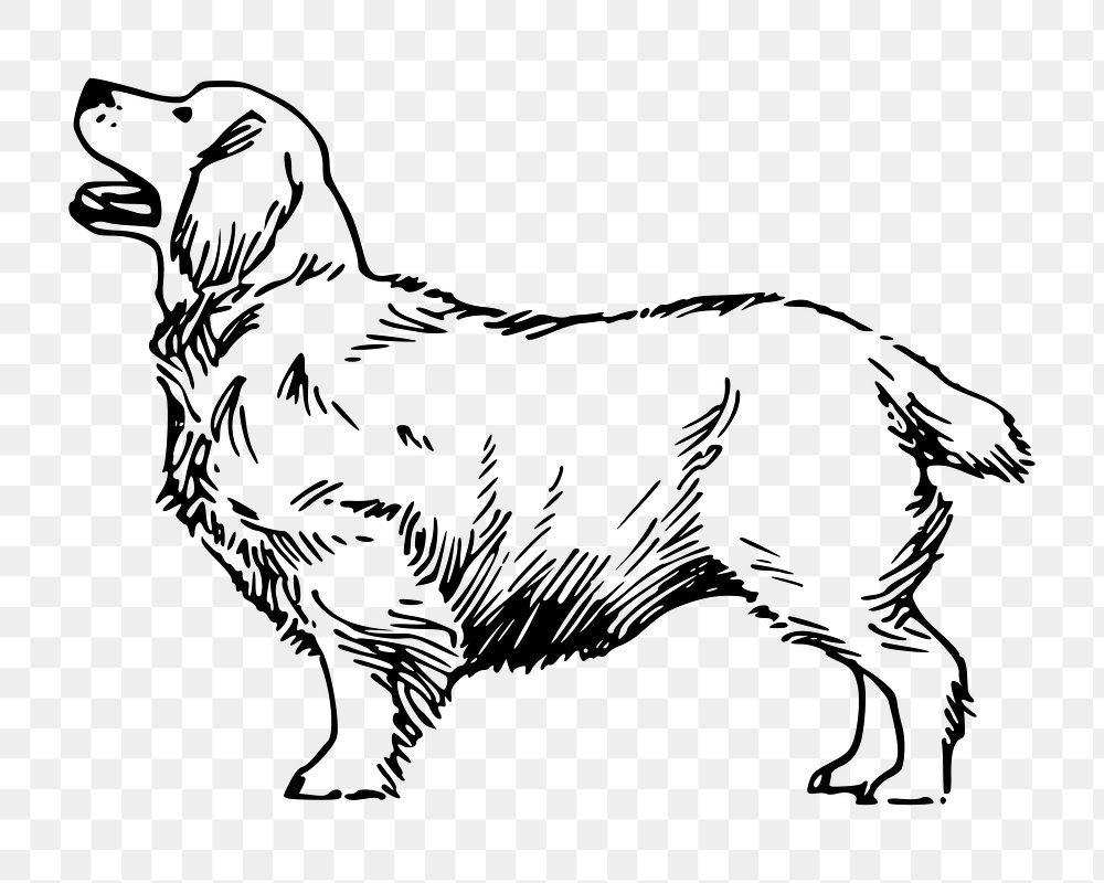 Clumber Spaniel dog png illustration, transparent background. Free public domain CC0 image.