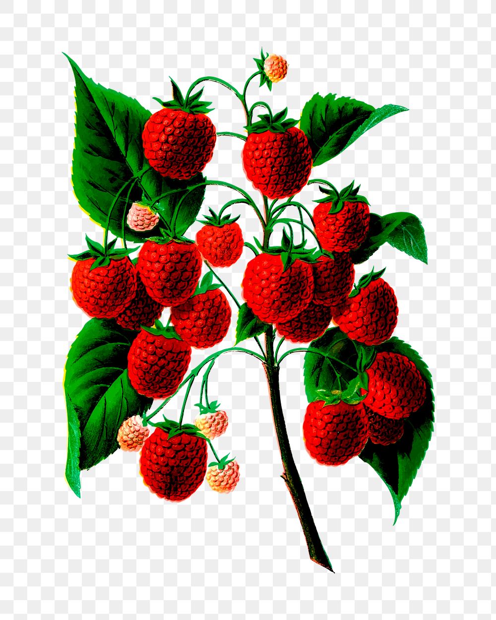 Strawberry png illustration, transparent background. Free public domain CC0 image.