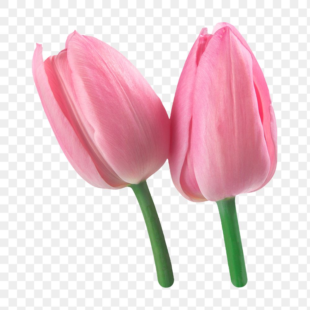Pink tulip flowers png sticker, transparent background
