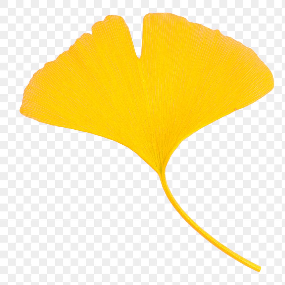 Yellow ginkgo leaf png sticker, transparent background