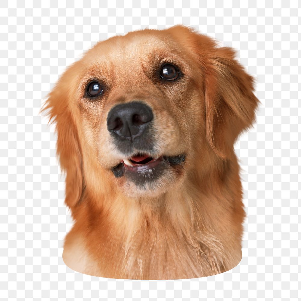Golden retriever dog png sticker, transparent background