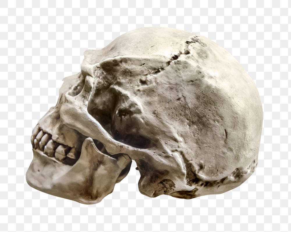 Human skull png sticker, transparent background