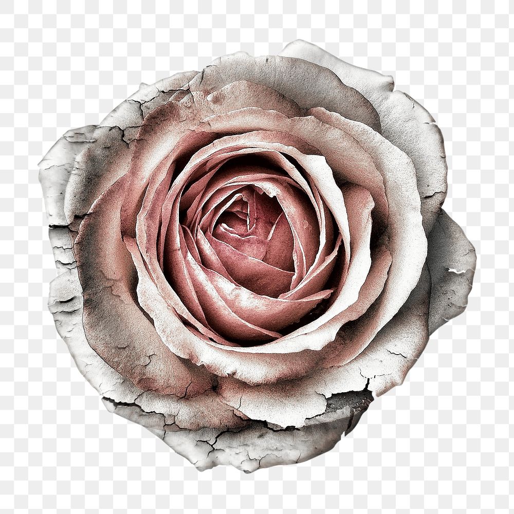 Dying rose flower png sticker, transparent background