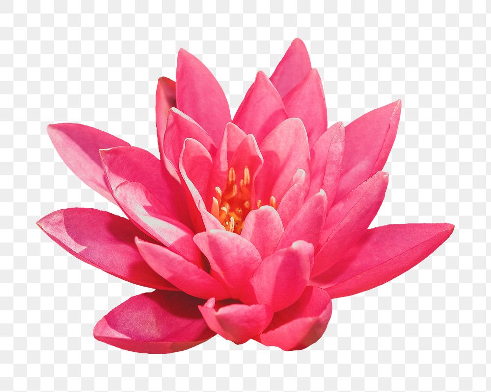 Blooming lotus flower png sticker, transparent background