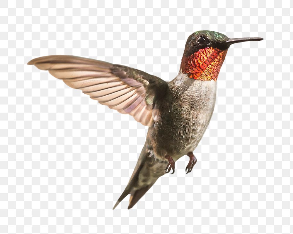 Hummingbird png sticker, transparent background