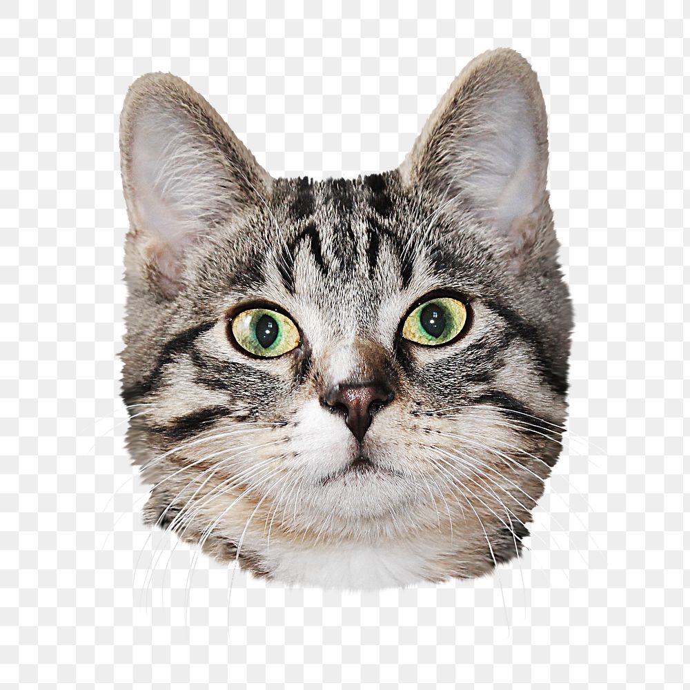 Tabby cat png sticker, transparent background
