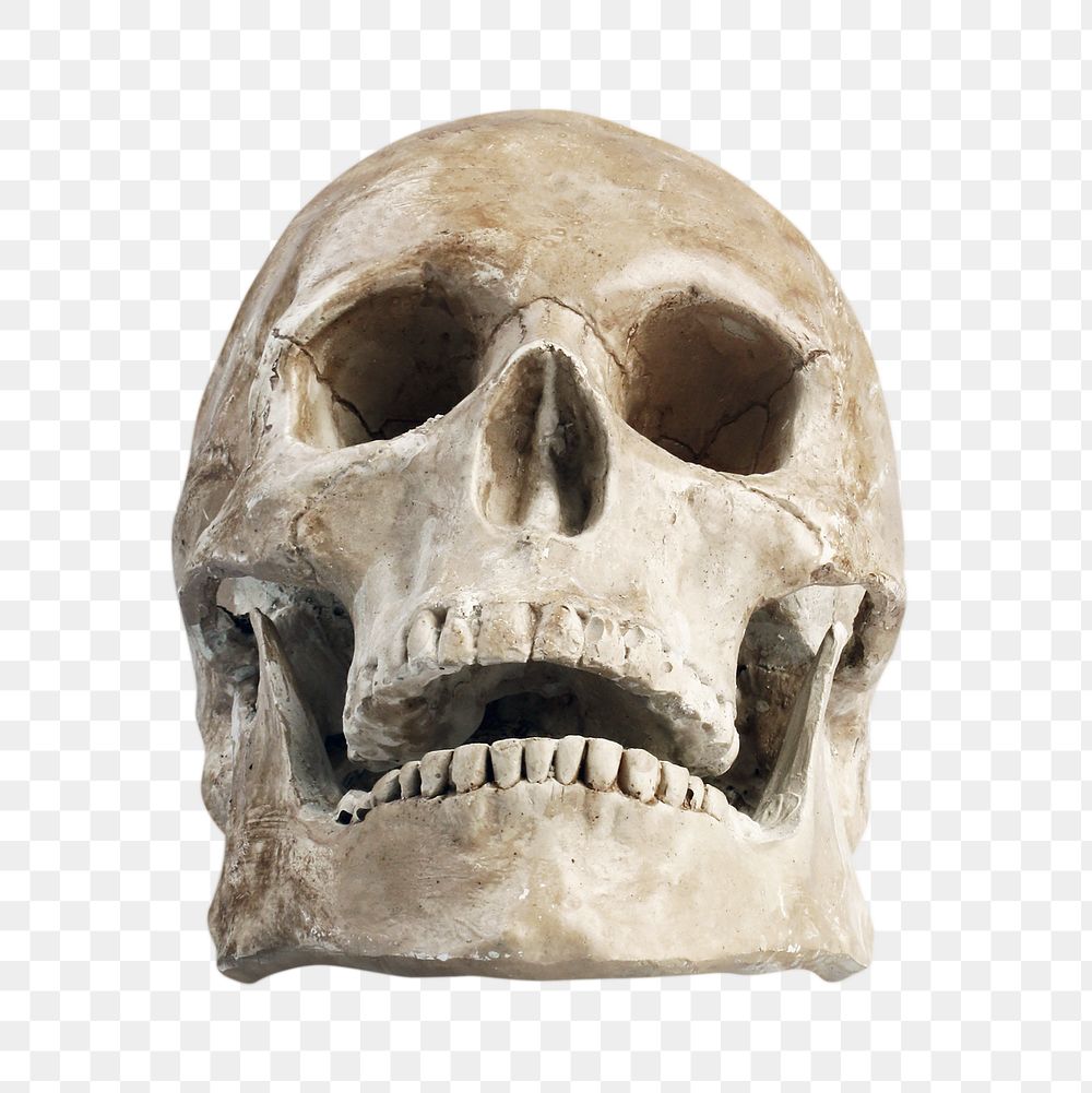 Human skull png sticker, transparent background