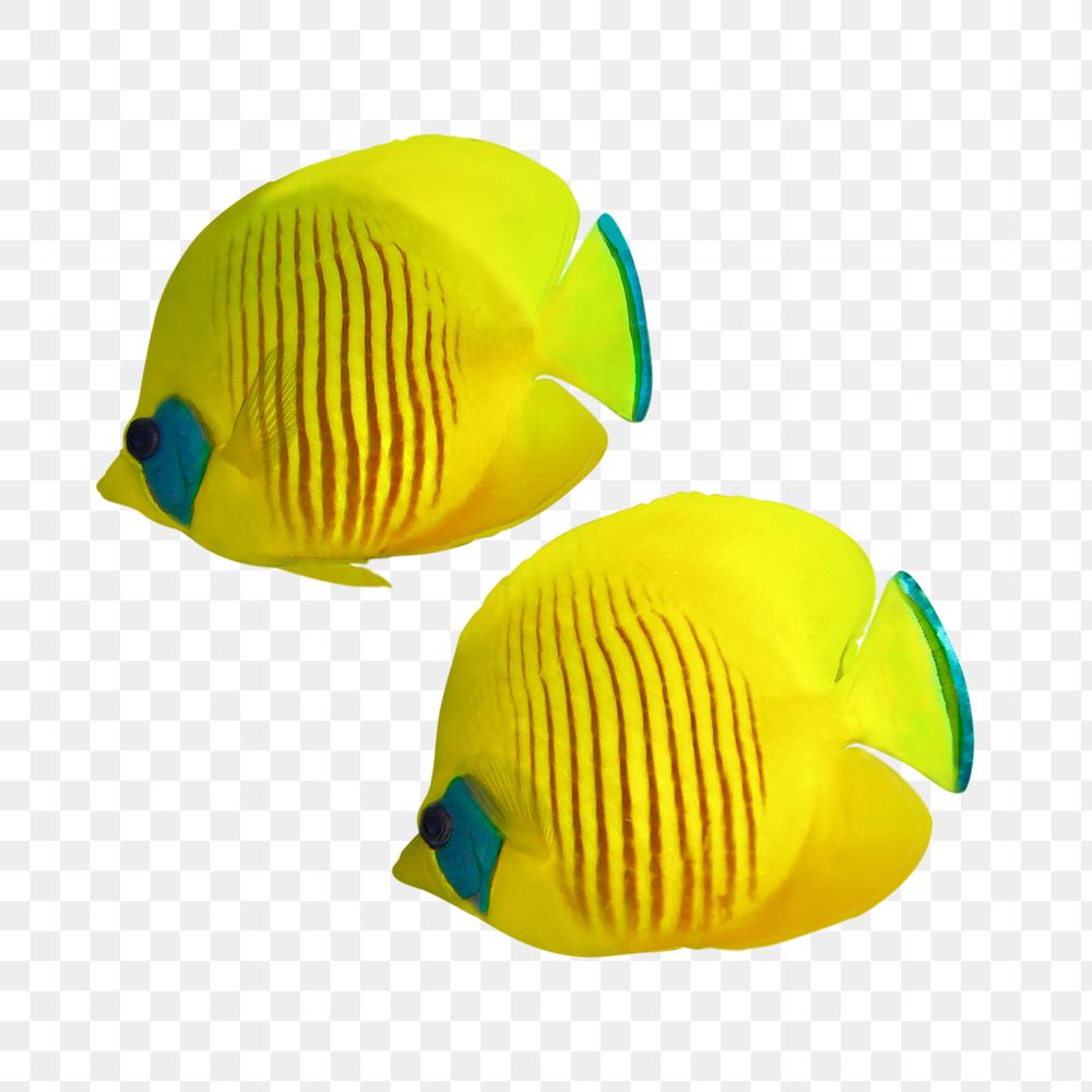 Yellow exotic fish png sticker, transparent background