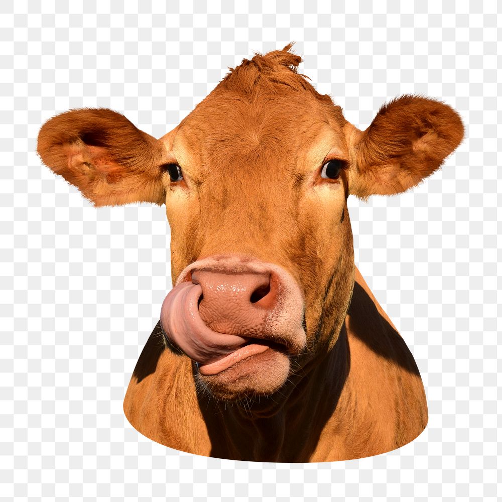 Cow licking nose png sticker, transparent background