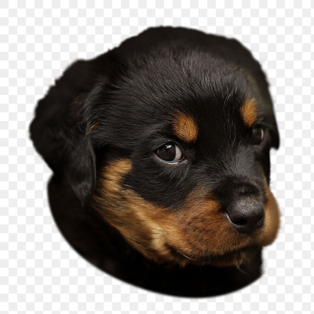 Labrador Retriever puppy png sticker, transparent background