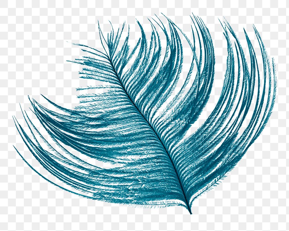 Blue feather png sticker, transparent background