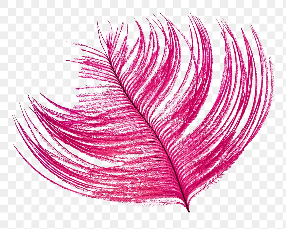 Pink feather png sticker, transparent background