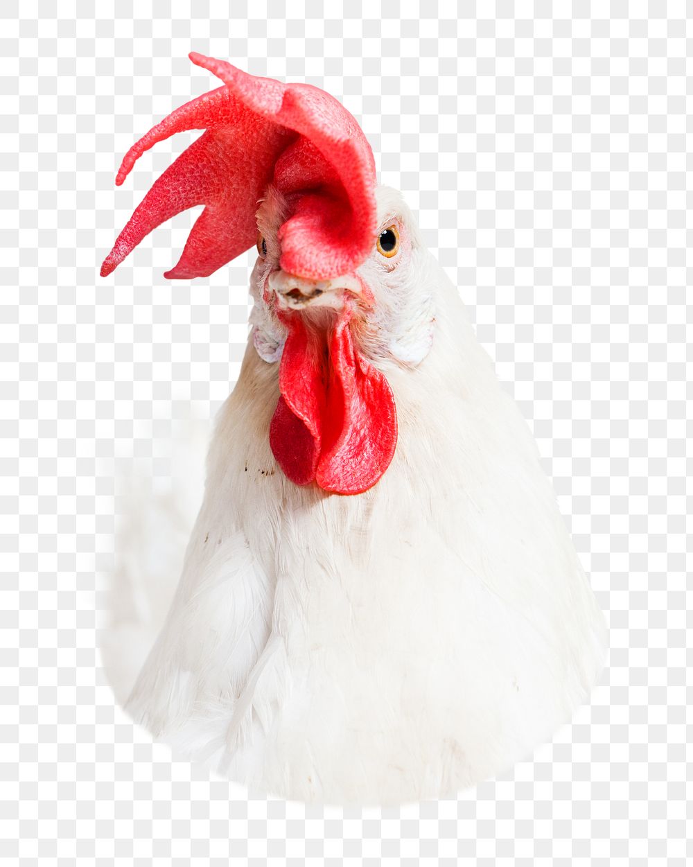 Chicken head png sticker, transparent background