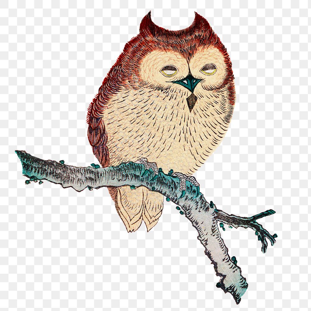 Owl on branch png on transparent background.    Remastered by rawpixel. 