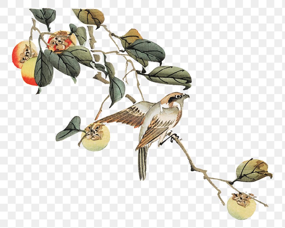 Japanese bird perched on branch png on transparent background.    Remastered by rawpixel. 