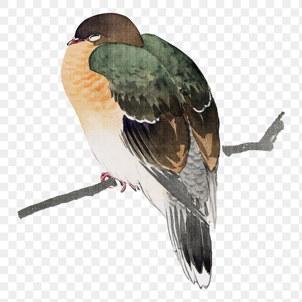 Japanese bird png on transparent background.    Remastered by rawpixel. 