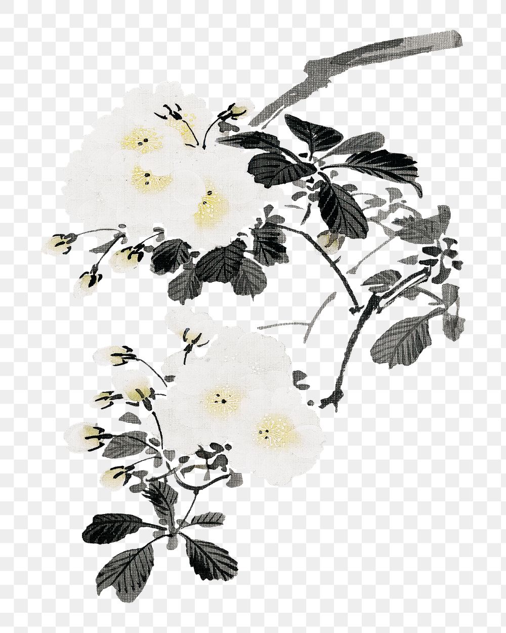 Japanese white flowers png on transparent background.    Remastered by rawpixel. 