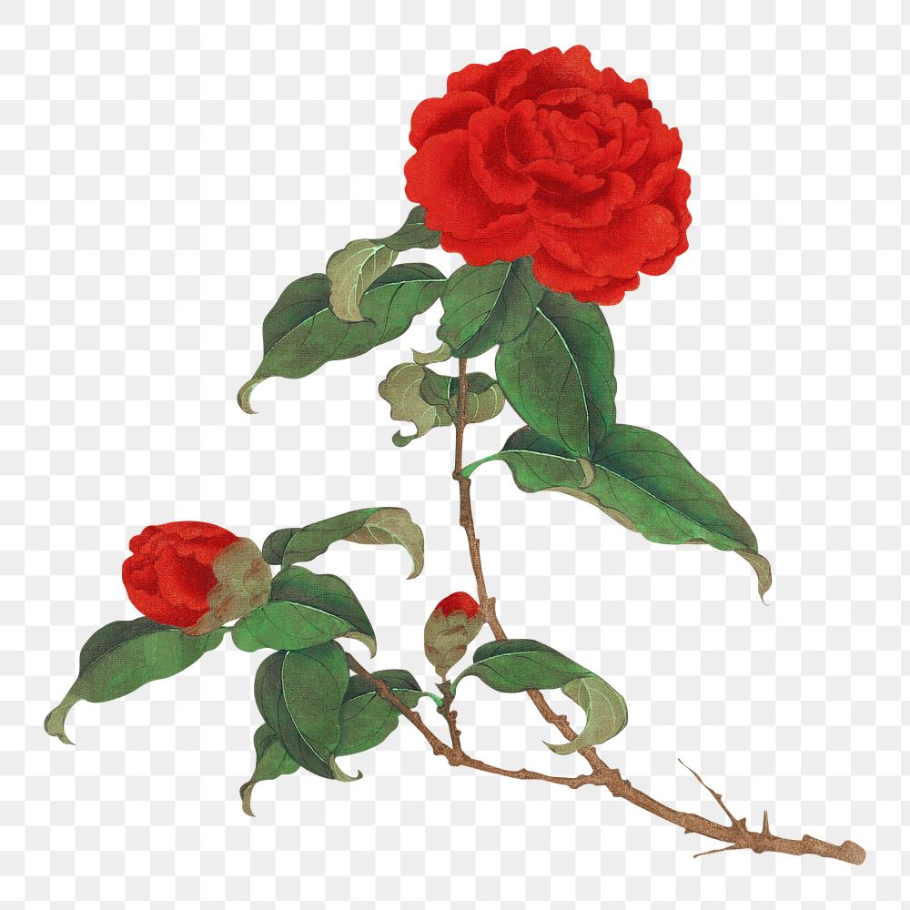 Red camellia png on transparent background.   Remastered by rawpixel. 
