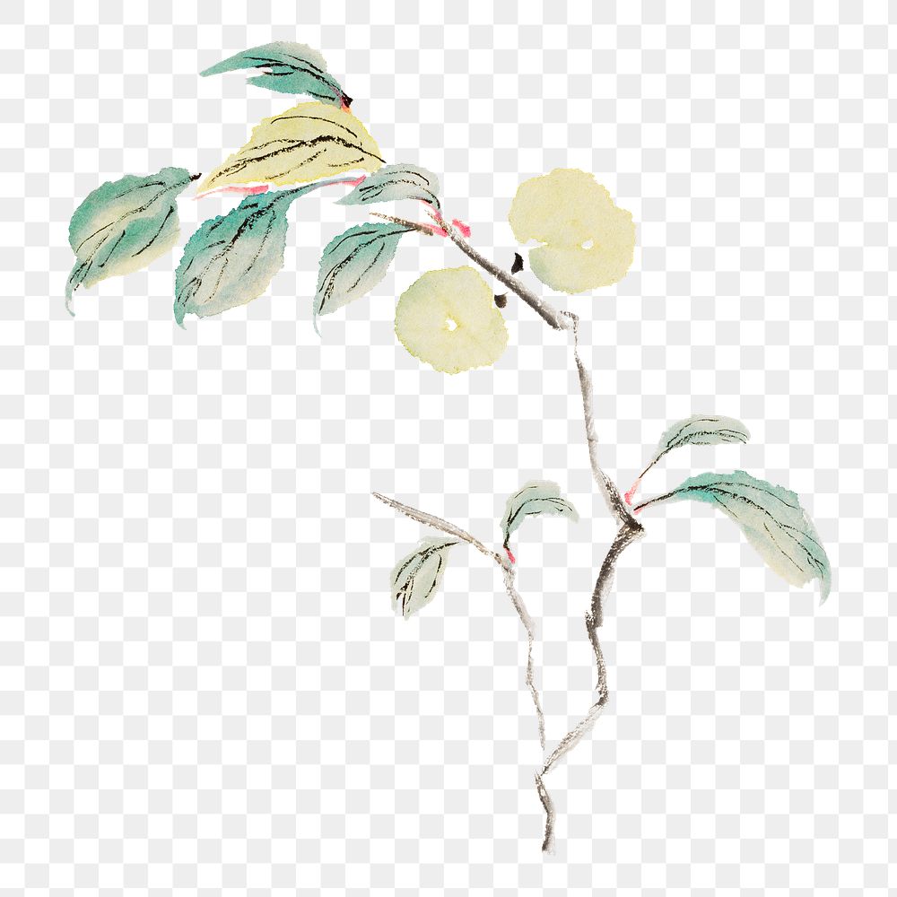 Peach fruit branch png sticker, transparent background.    Remastered by rawpixel. 