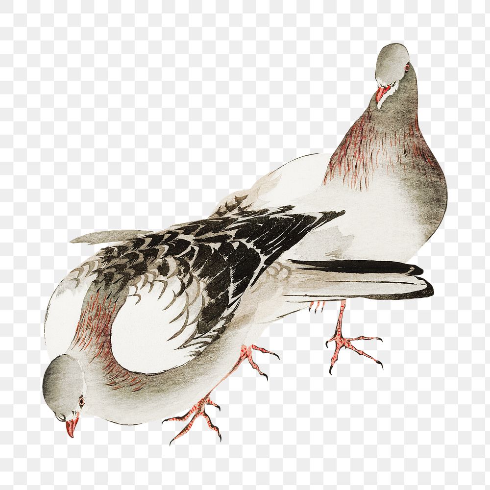 Vintage pigeons png on transparent background.    Remastered by rawpixel. 