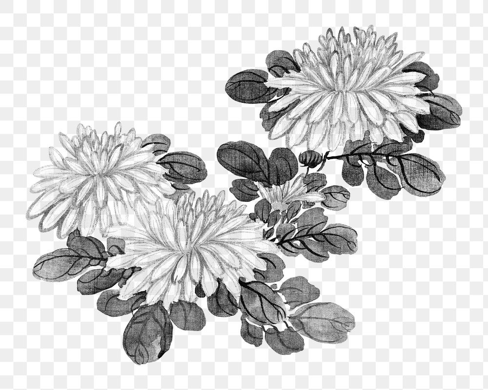 Vintage chrysanthemums png on transparent background.   Remastered by rawpixel. 