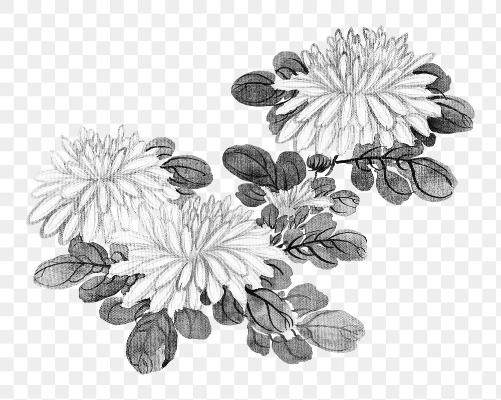 Vintage chrysanthemums png on transparent background.   Remastered by rawpixel. 