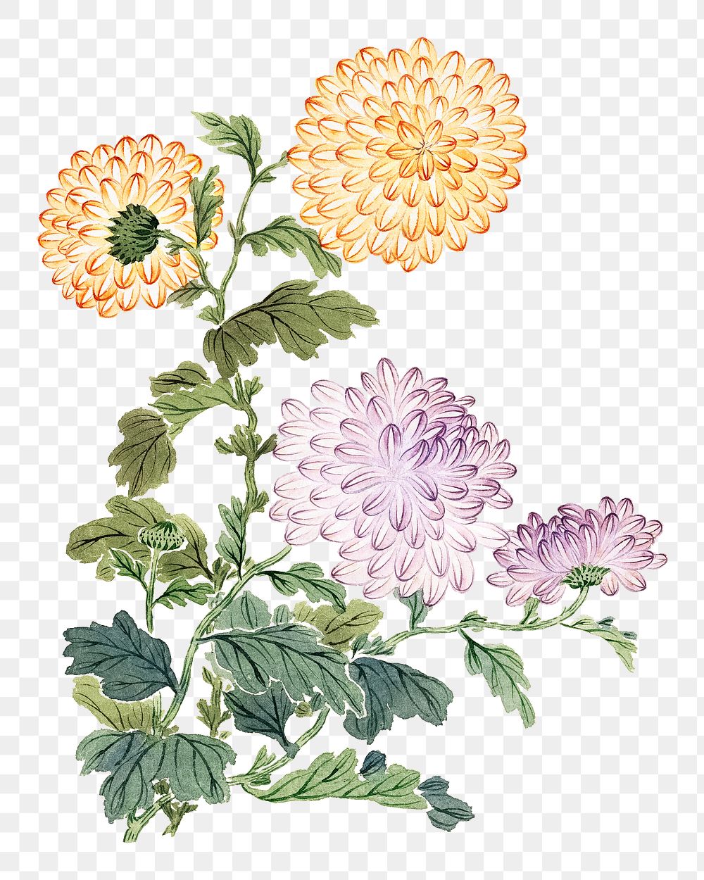 Vintage chrysanthemums png on transparent background.   Remastered by rawpixel. 