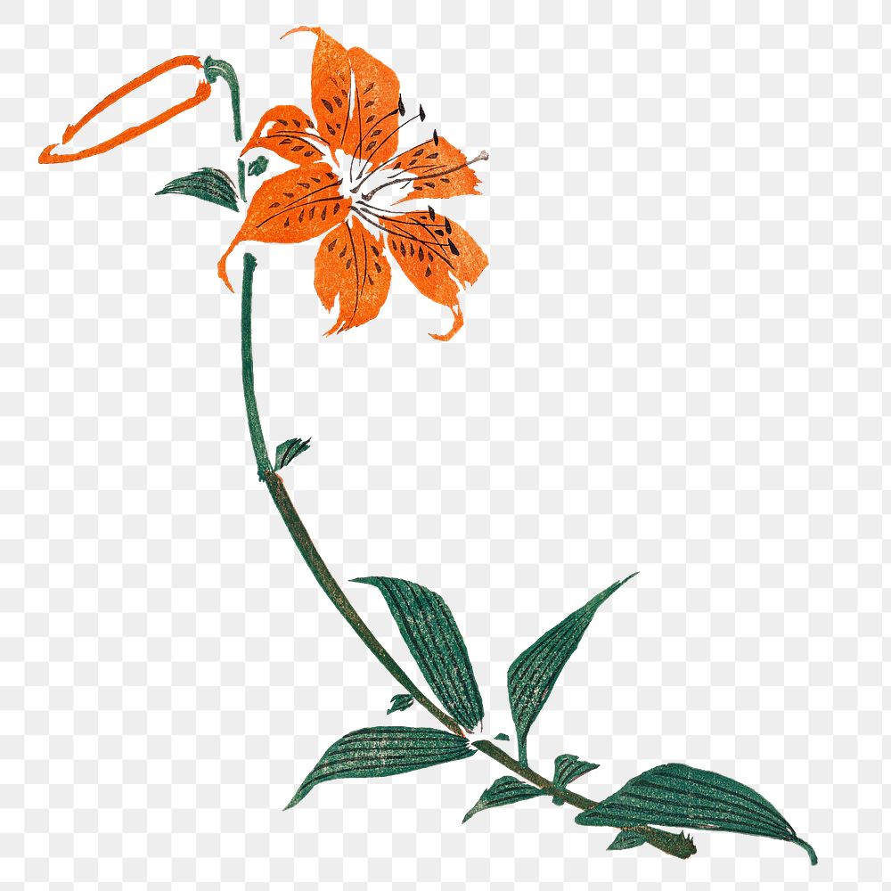 Vintage tiger lily png on transparent background.    Remastered by rawpixel. 