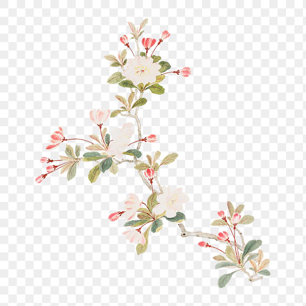 Vintage crab-apple blossom png on transparent background.    Remastered by rawpixel. 