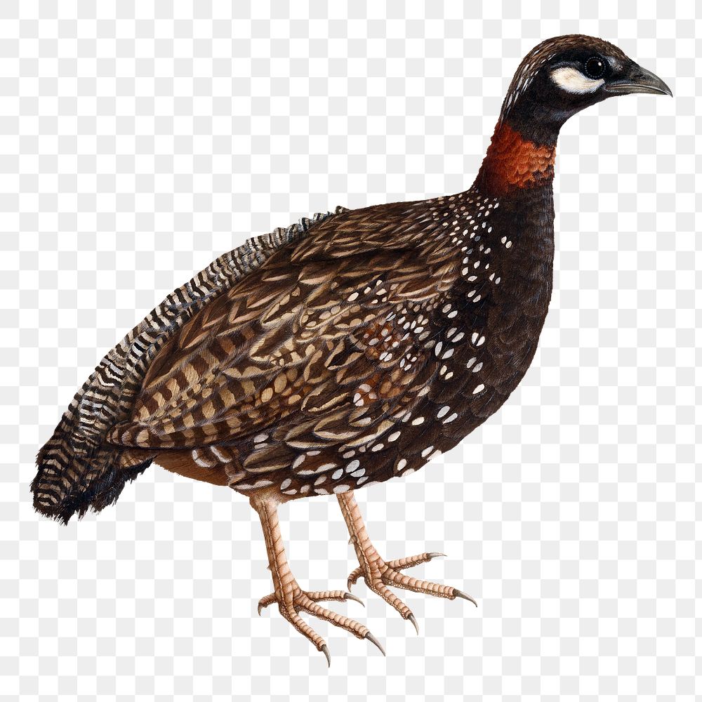 Vintage black partridge png on transparent background.    Remastered by rawpixel. 