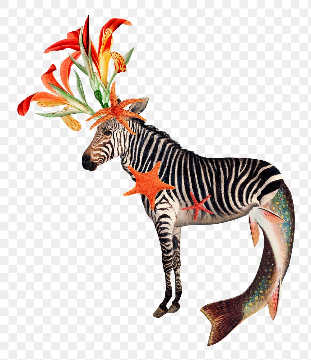 Zebra png collage sticker, animal illustration mixed media transparent background