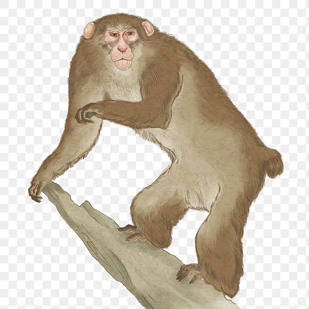 Japanese monkey png sticker, vintage wildlife illustration, transparent background