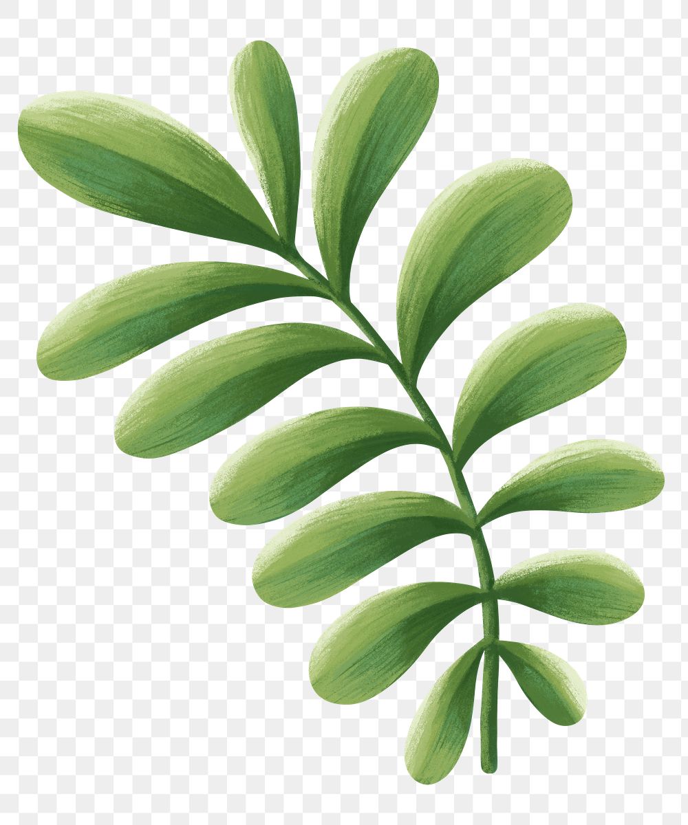Tropical leaf png sticker, botanical illustration, transparent background