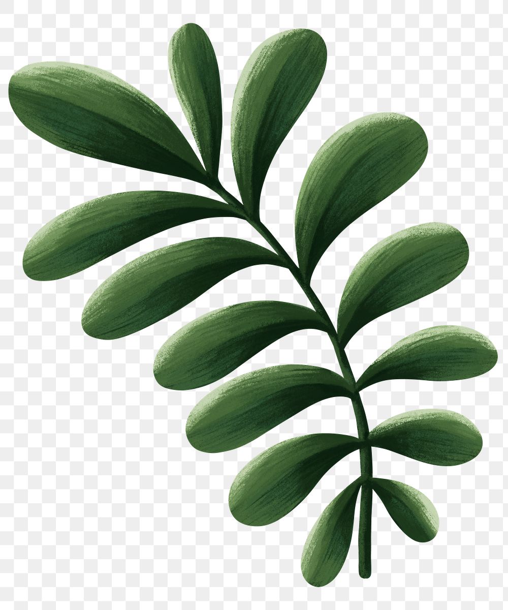 Tropical leaf png sticker, botanical illustration, transparent background
