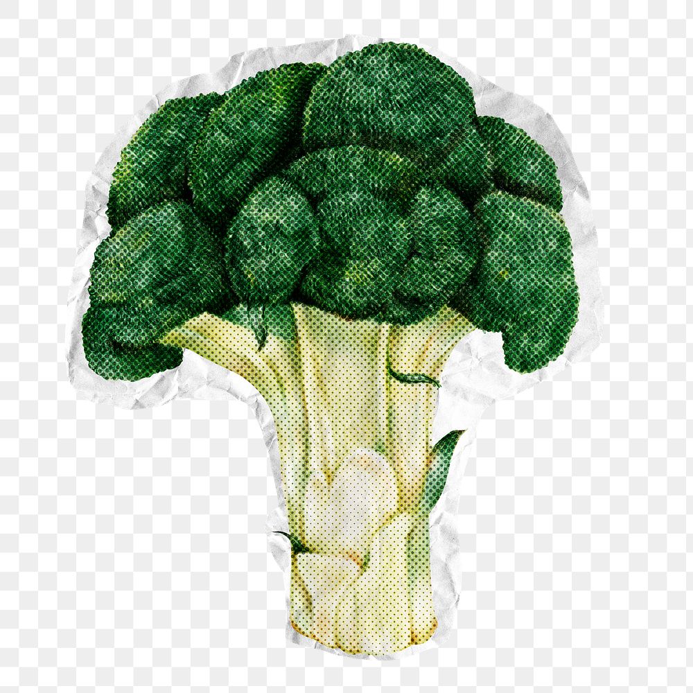 Broccoli vegetable png sticker, paper texture image, transparent background