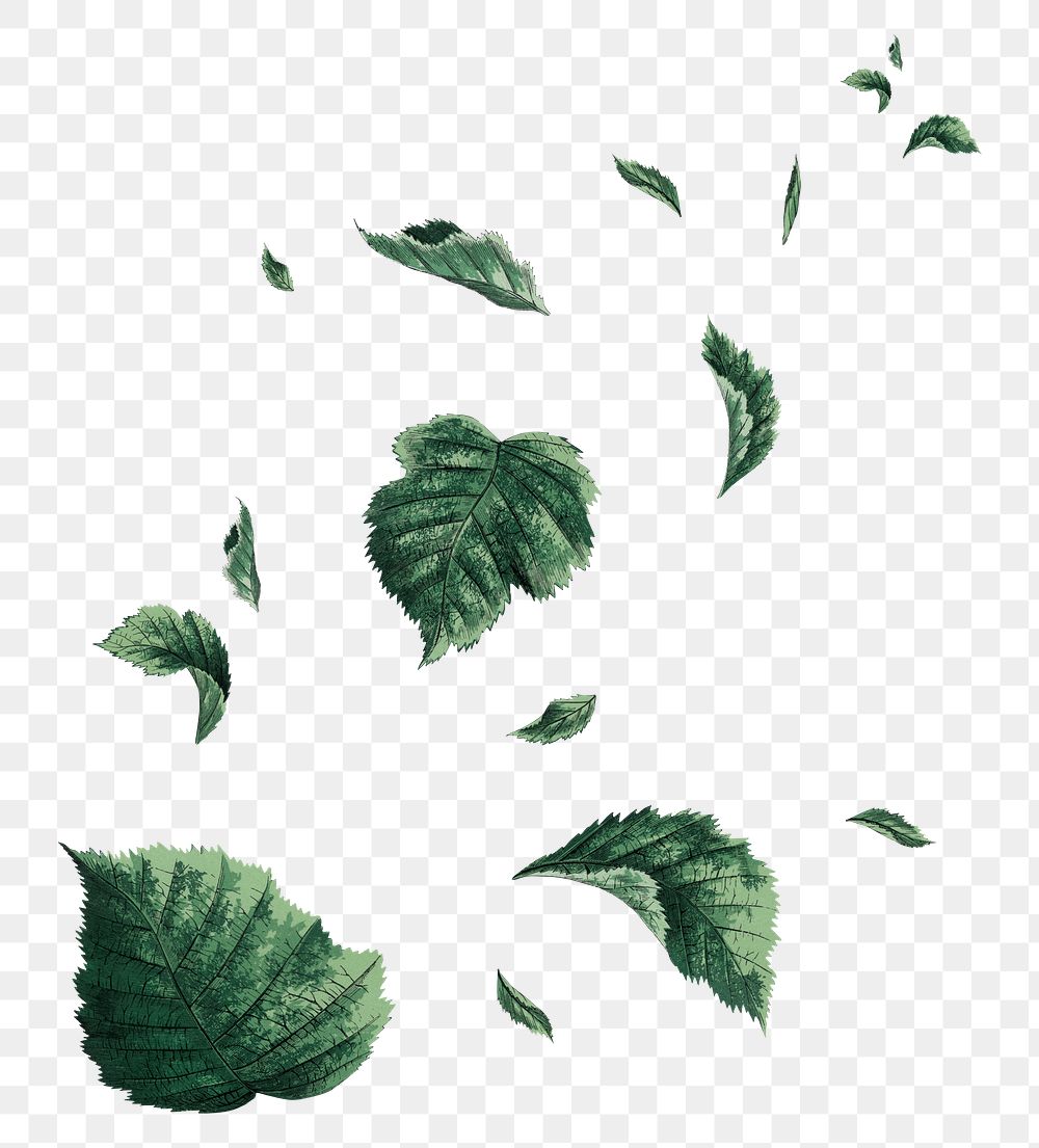 Falling leaf  png sticker, transparent background