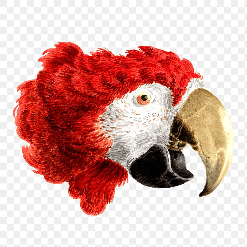 Parrot head png sticker, animal illustration, transparent background 