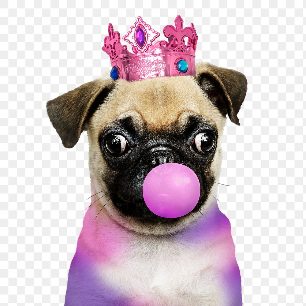 Cute pug puppy png sticker, blowing bubble gum, transparent background