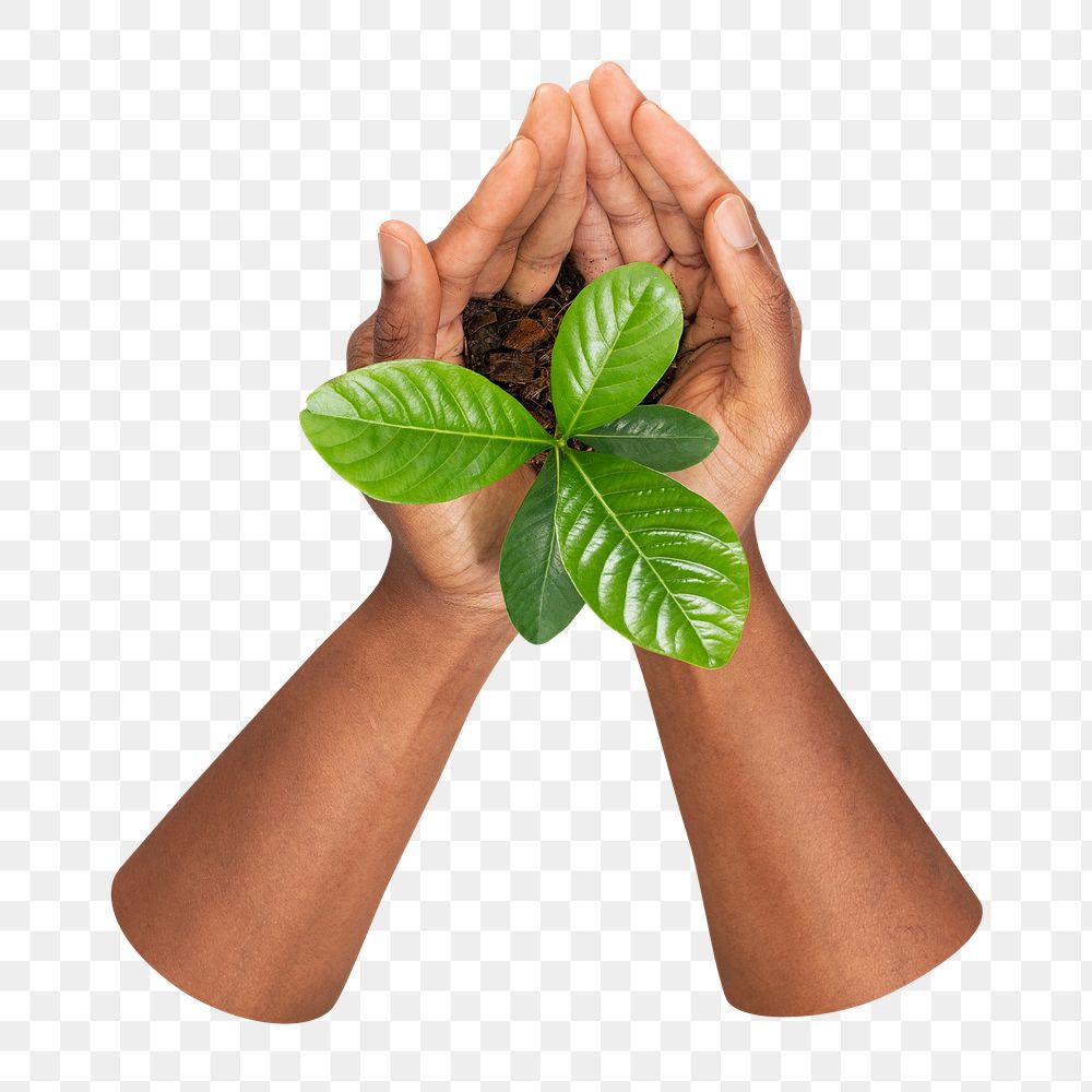 Growing plant png sticker, in cupped hands, transparent background